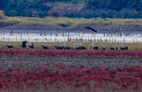 순천만  흑두루미