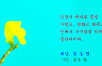 돈부콩의 꽃과 짧은 글.
