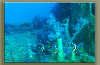 제주 바다 속에는~~~